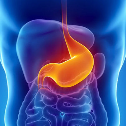 Digestive Support